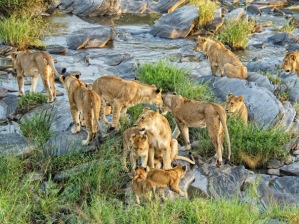 kenya safari and tanzania adventure,Laikipia, Masai Mara, wildrace africa, go2 africa luxury safaris, amboseli national park, chyulu hills, kenya camping safaris, kenya luxury safari, kenya safari, ol pejeta conservancy, safari packages, samburu game reserve