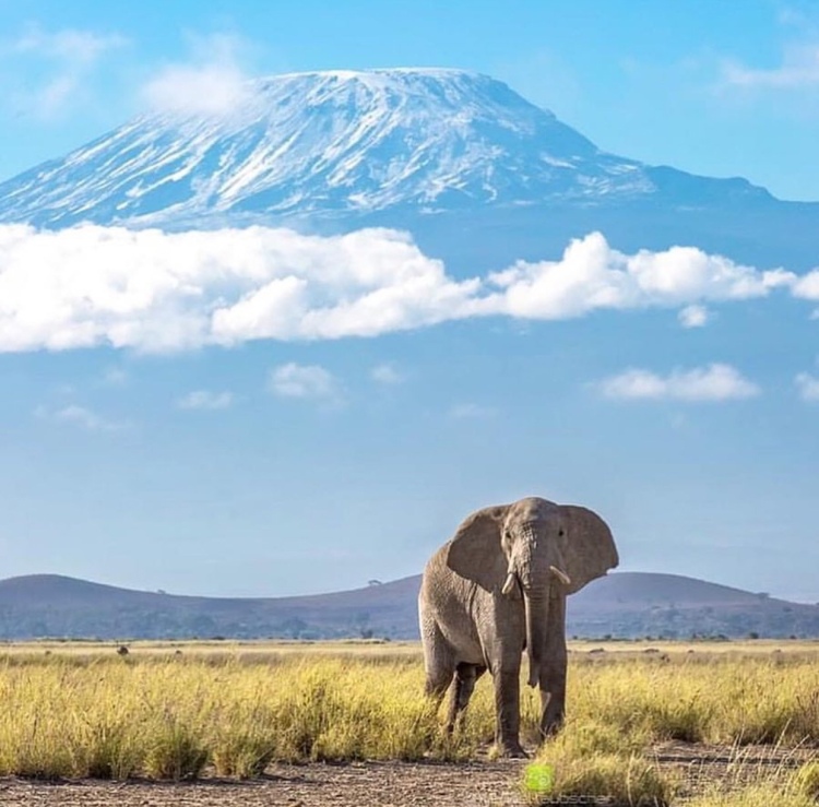 Kenya Safari to Amboseli National Park - Meet the Big Elephants